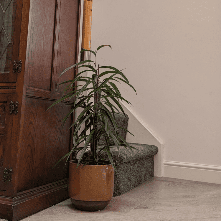 Banana Bamboo large indoor bamboo plant