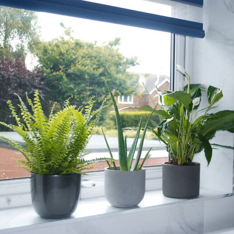 bathroom bundle bathroom-plant-bundle