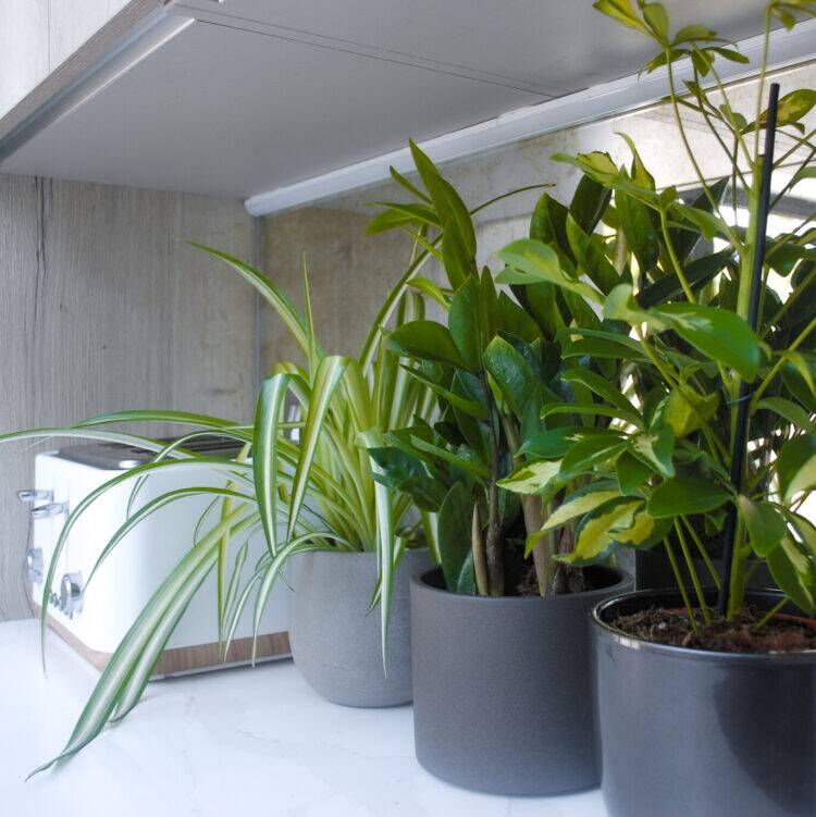 kitchen-plant-bundle-2 Houseplant