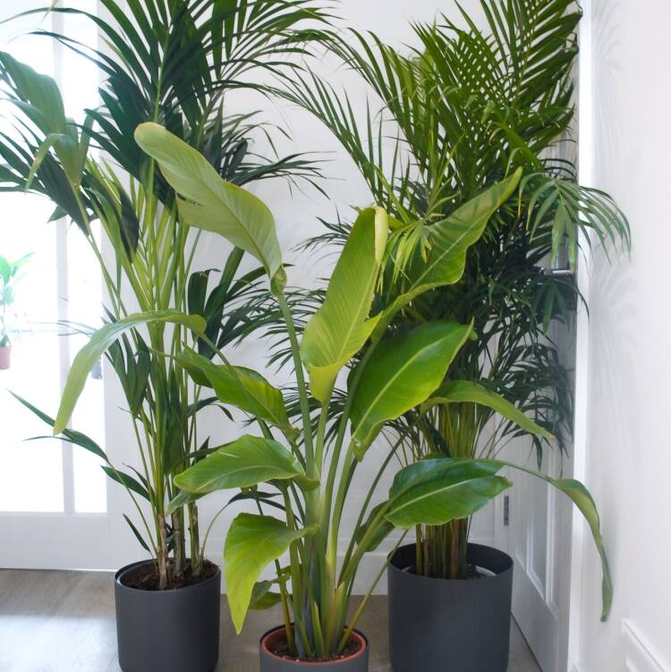 showstopper-plant-bundle-2 showstopper-plant-bundle