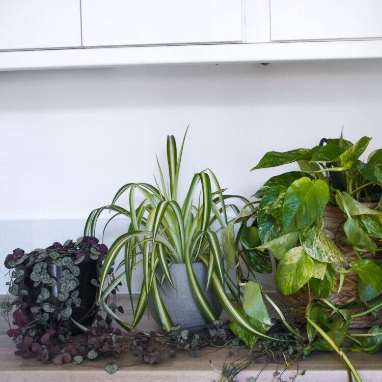 0324d74d-3ce6-45ed-9f61-747cff3ae7aa Office Plant Bundle