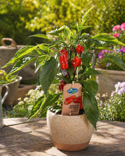 Pepper Plant
